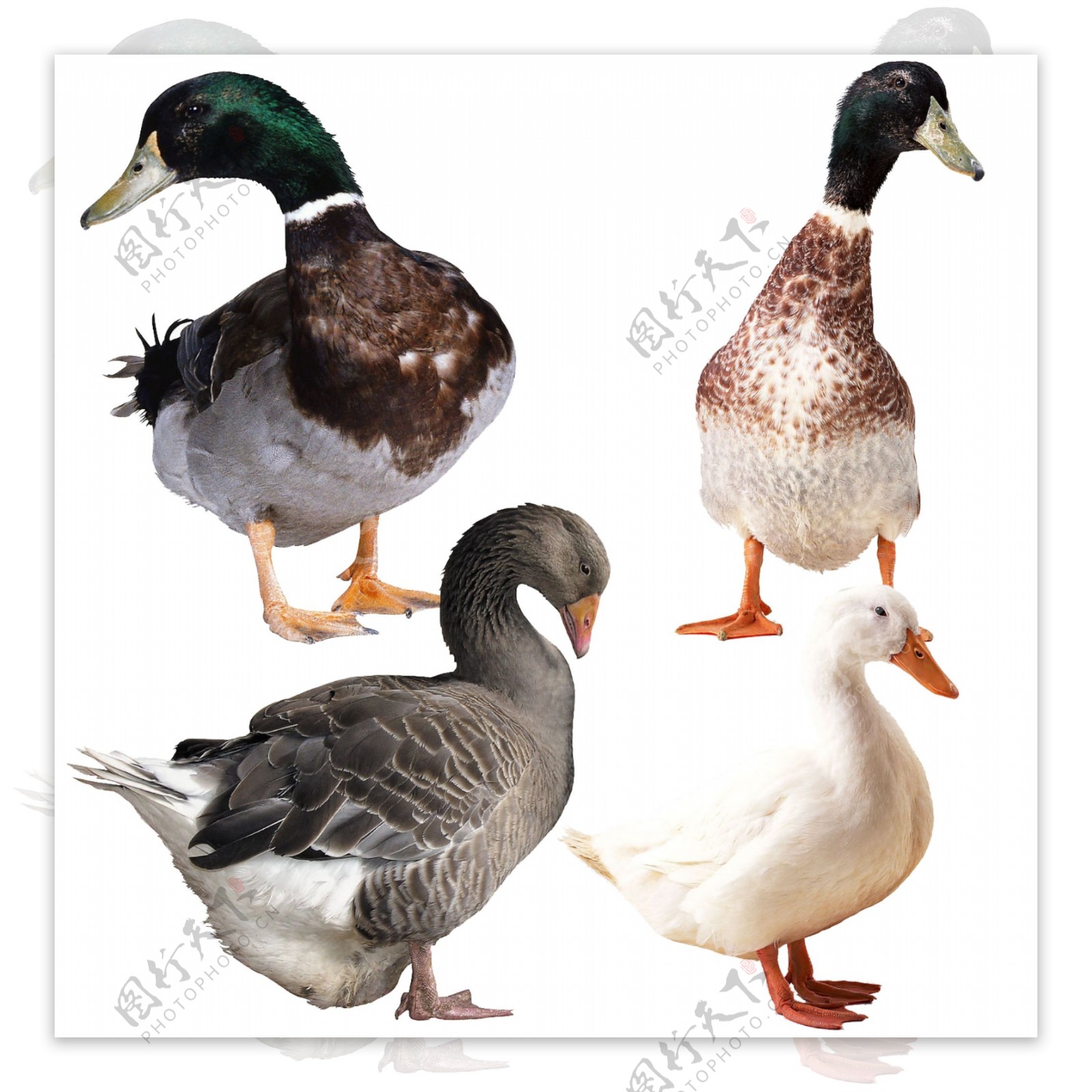 鸭子动物图片素材PSD分层文件