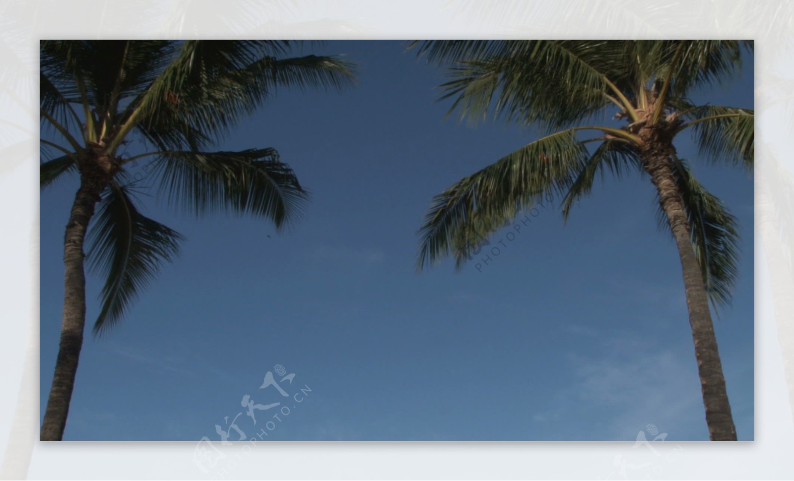 在晴朗的蓝天股票视频两棵棕榈树视频免费下载