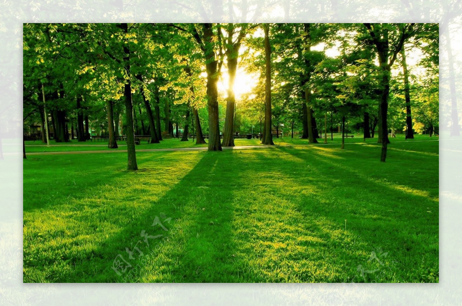 清晨的树林阳光温馨可用于淘宝素材