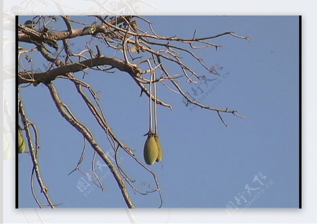 猴面包树的豆荚塞内加尔证券的录像视频免费下载