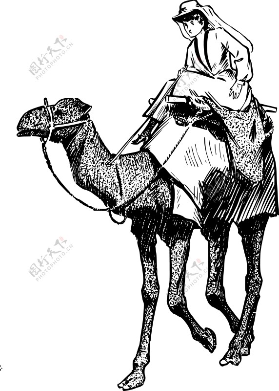 在骆驼的女人