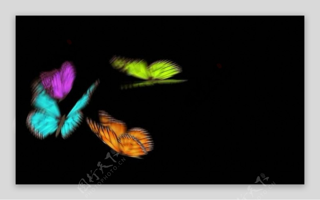 彩色蝴蝶视频素材图片