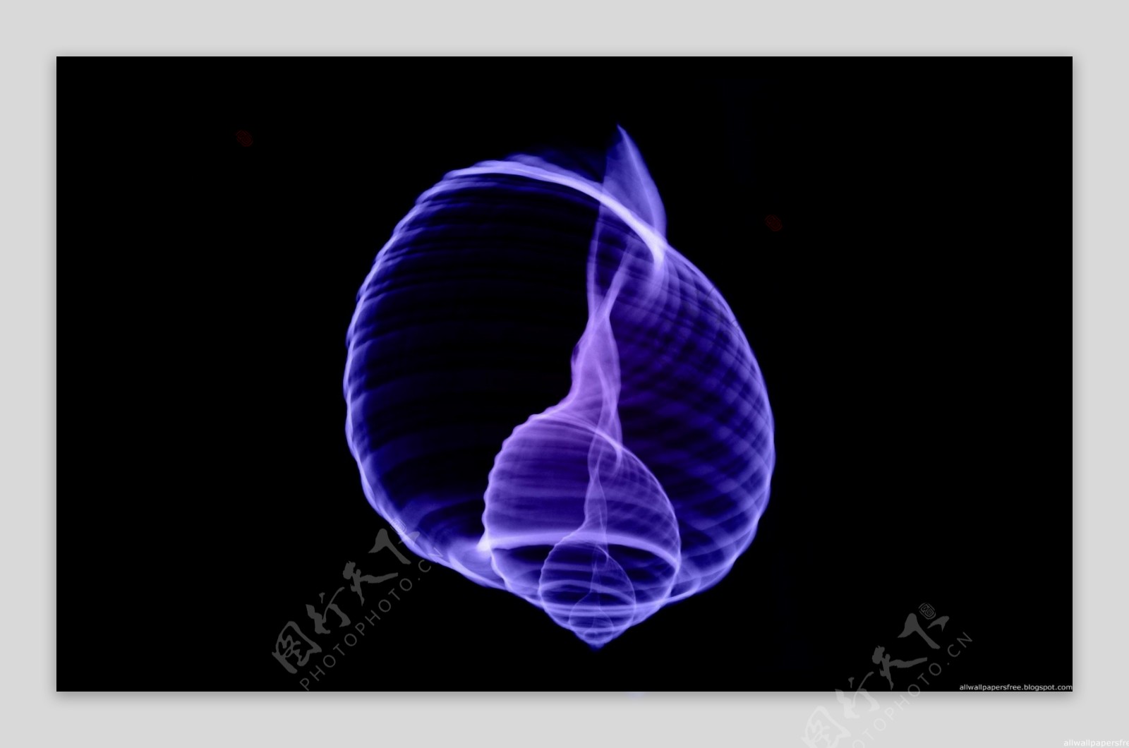 紫色螺