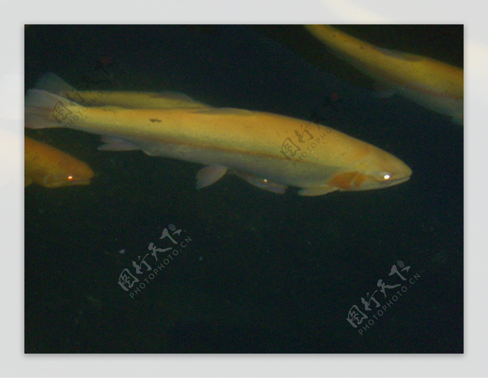 金鳟鱼图片