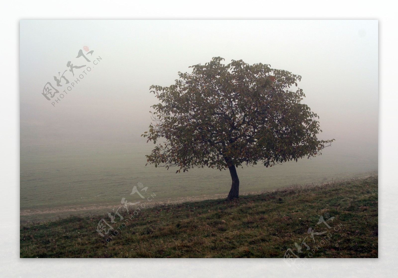 在浓雾中孤独的树