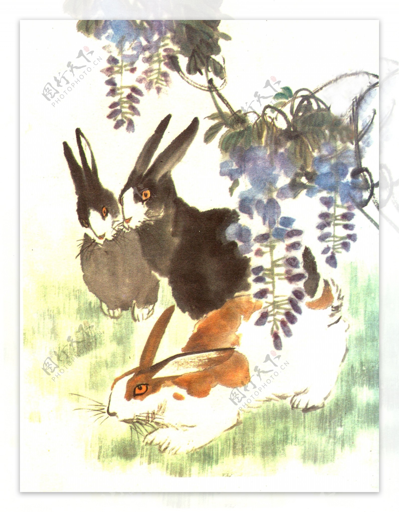 生肖兔国画11