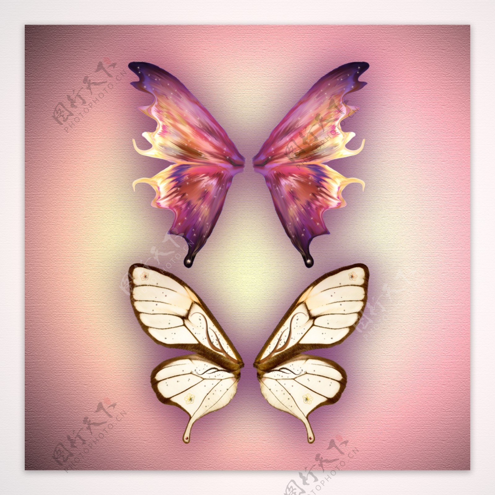 美丽的蝴蝶翅膀PSD素材免费