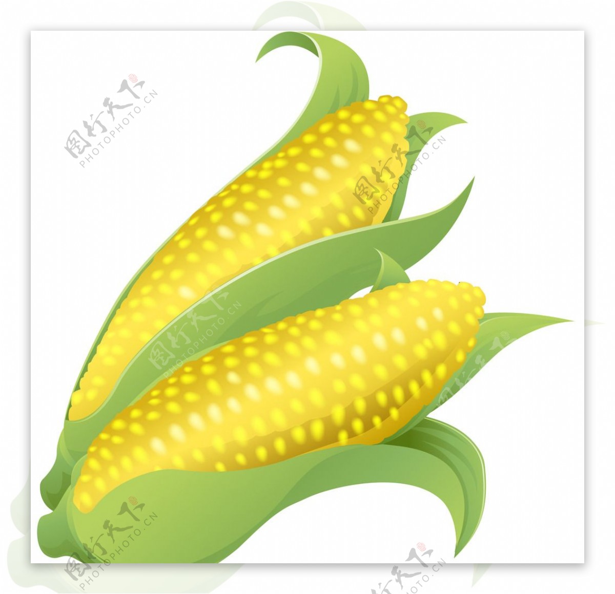 黄色玉米矢量素材图片