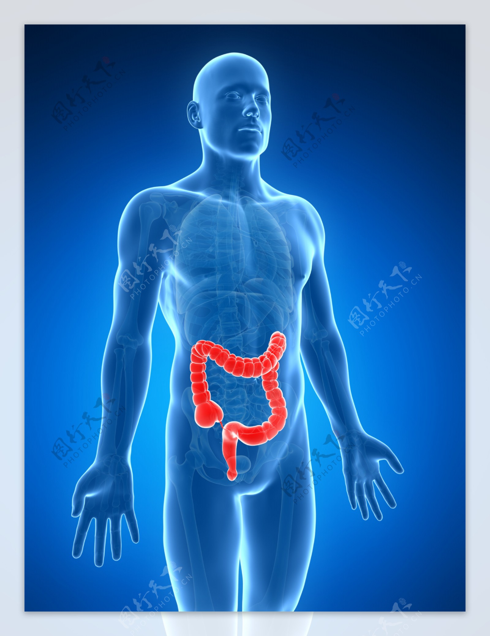 大肠人体器官图片