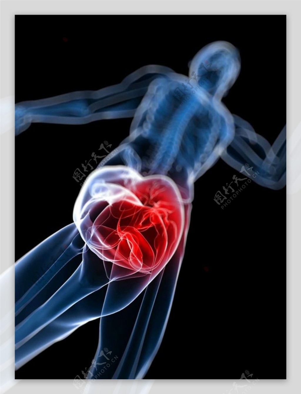 膝盖人体器官图片
