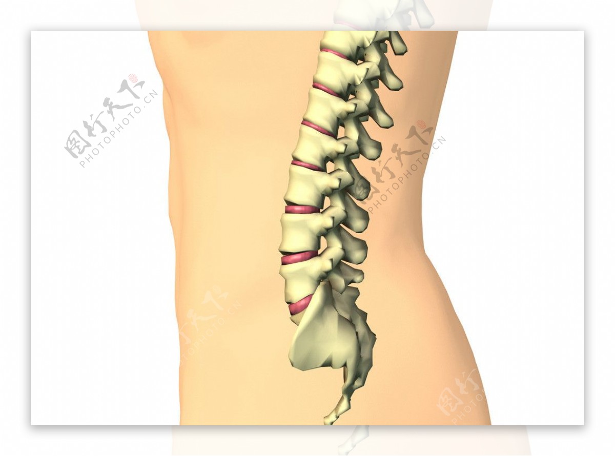 布骨医学科普：不同角度看脊柱——脊柱冠状面弯曲角度的测量,布骨医疗