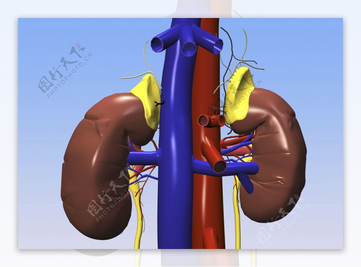 肾肾脏图片
