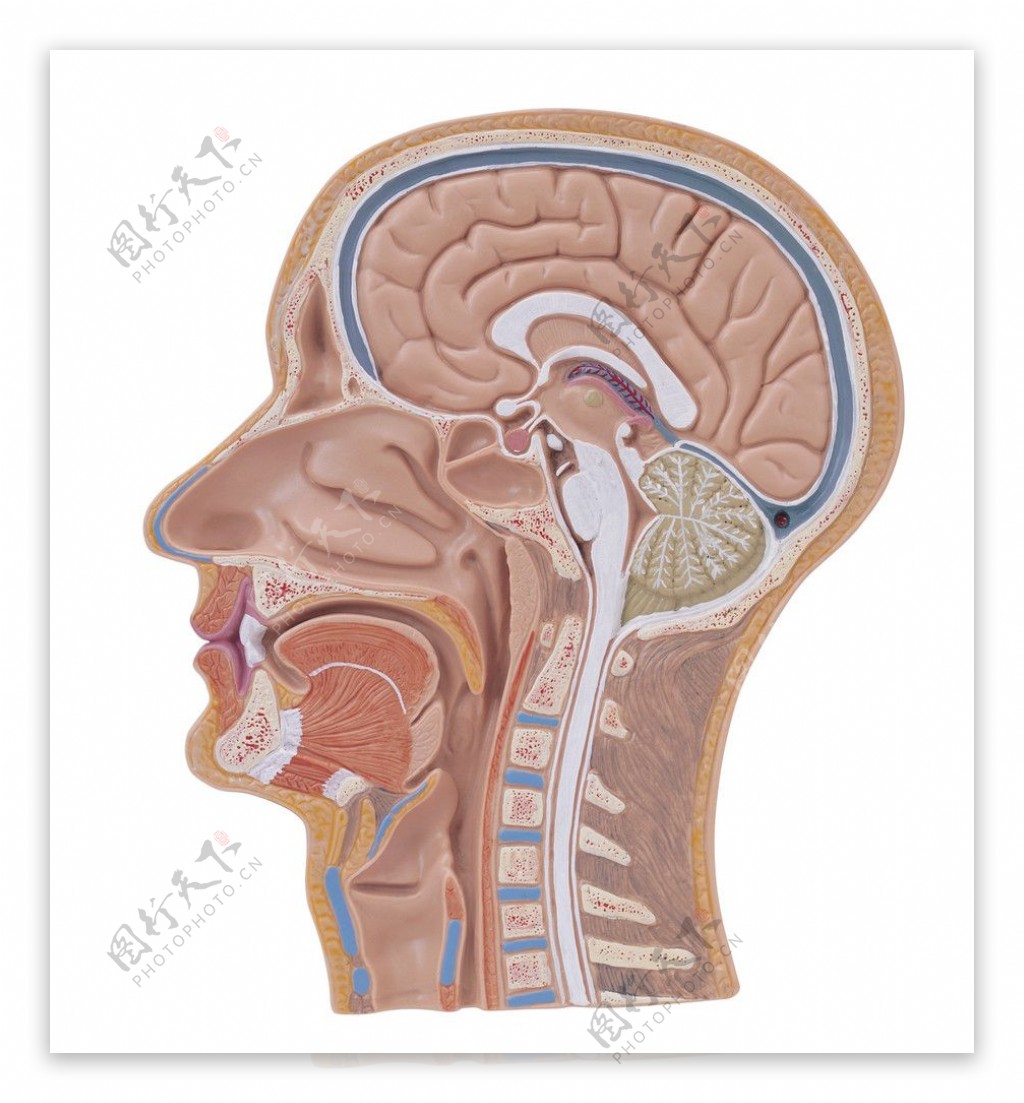 人体头骨带肌肉神经血管模型型 美容面部神经微整 头部医学解剖-阿里巴巴