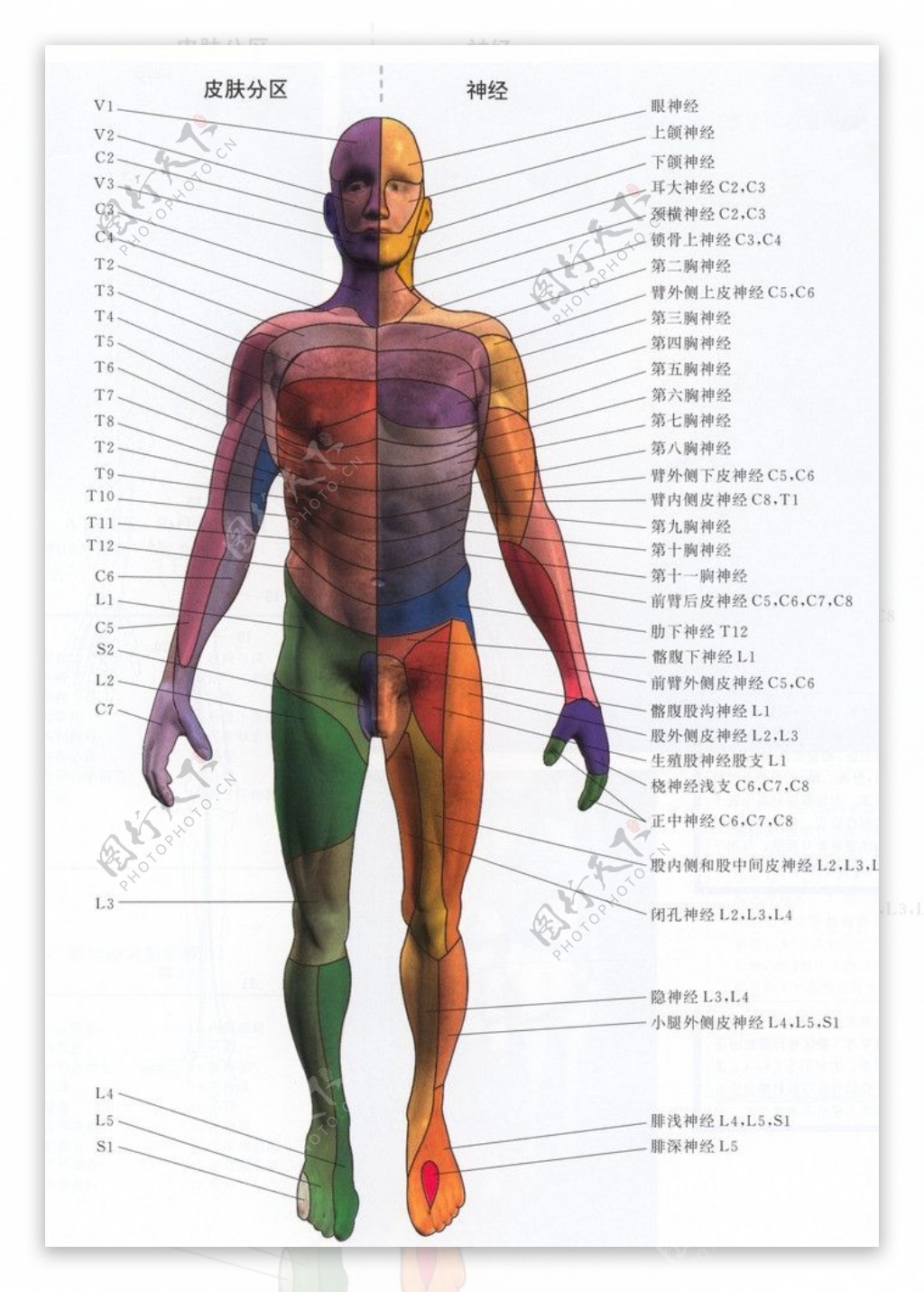 中枢神经系统解剖总体印象_颅骨