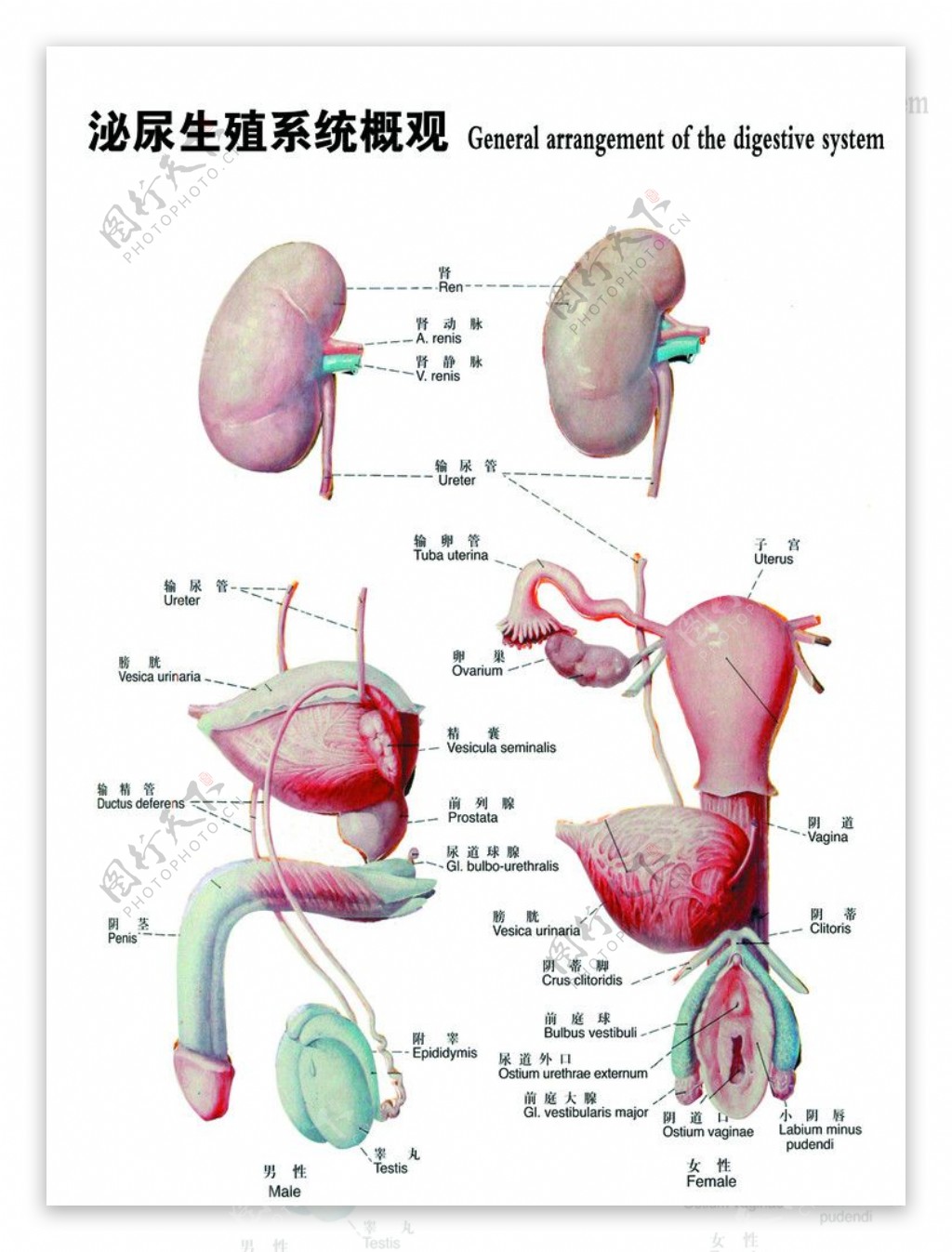 泌尿生殖系统图图片