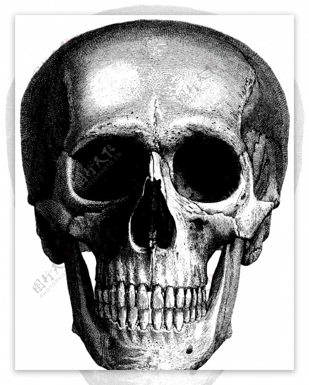 人体头骨正面1图片