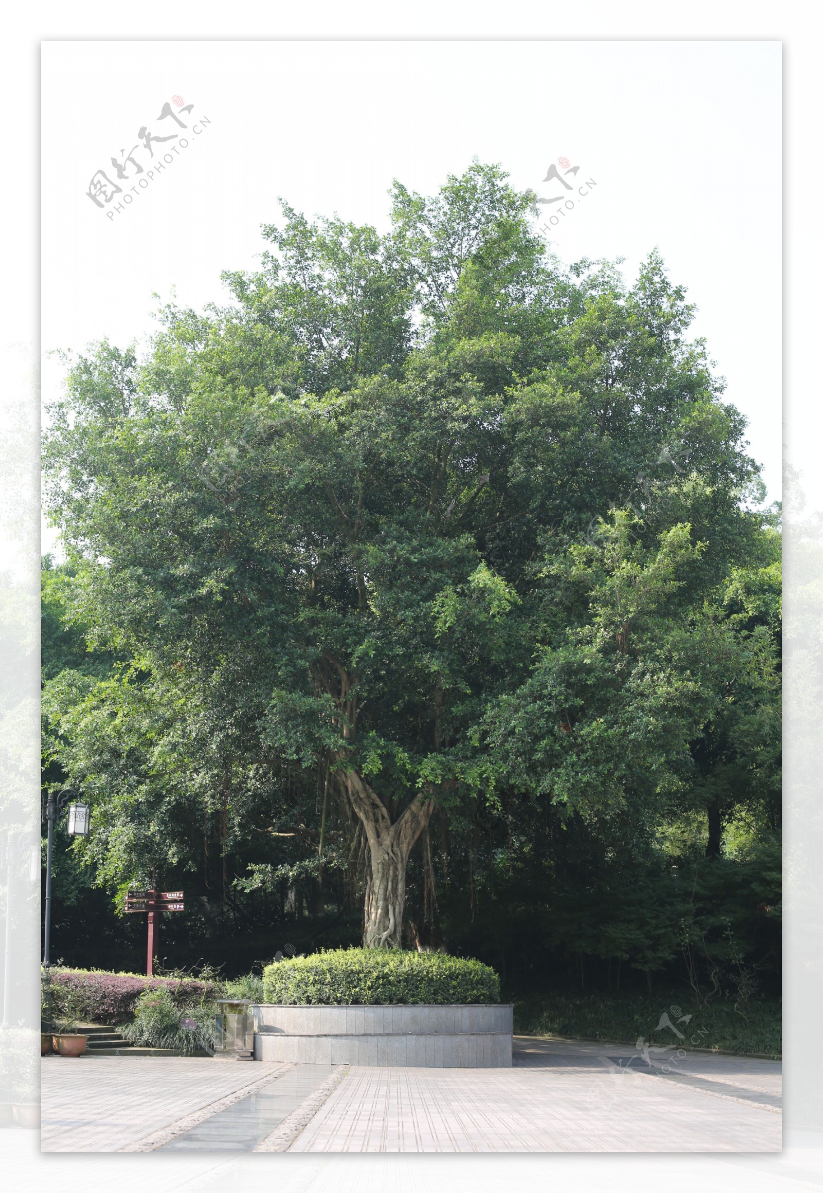 树大树图片