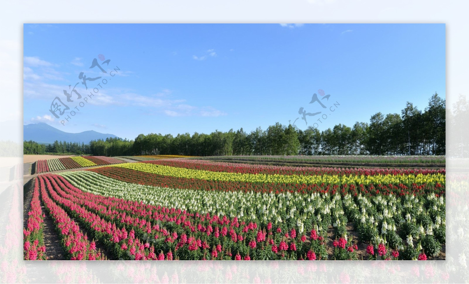 北海道的花海图片