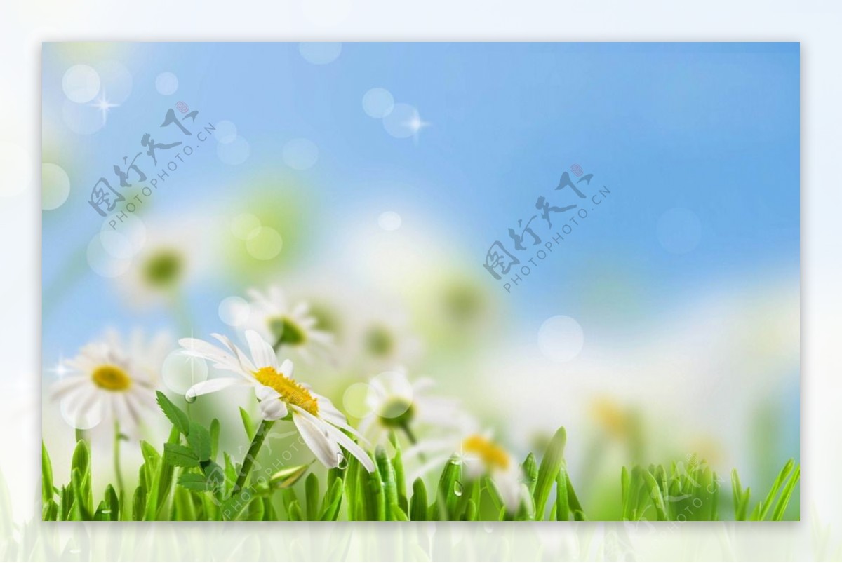 草地上的小花图片