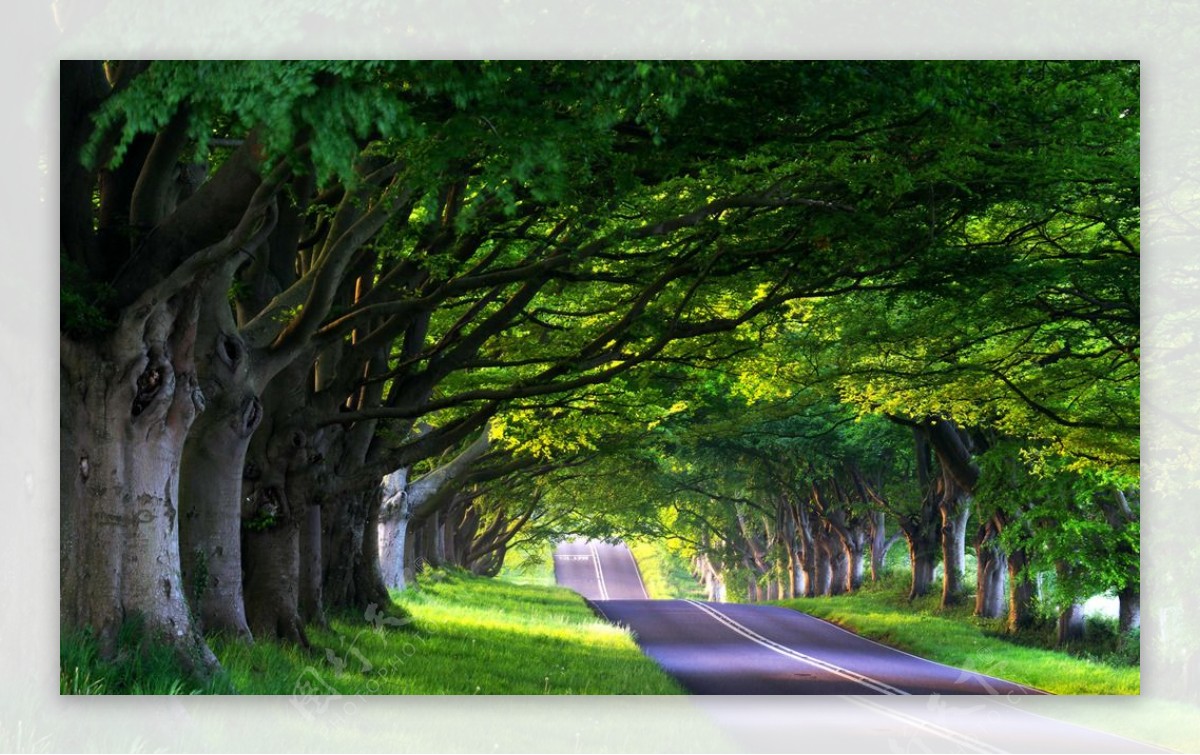 公路边的树木高清图片