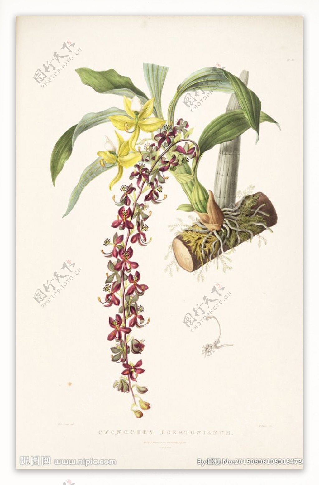 手绘兰花植物图谱图片