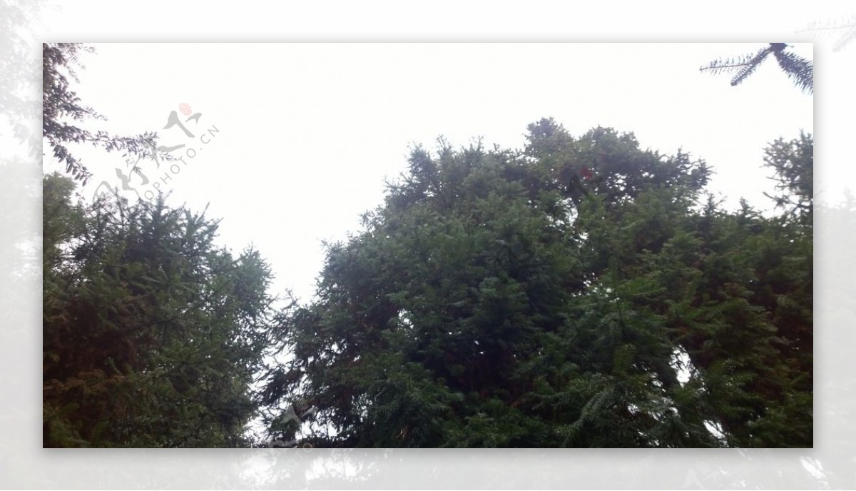 松树树冠图片