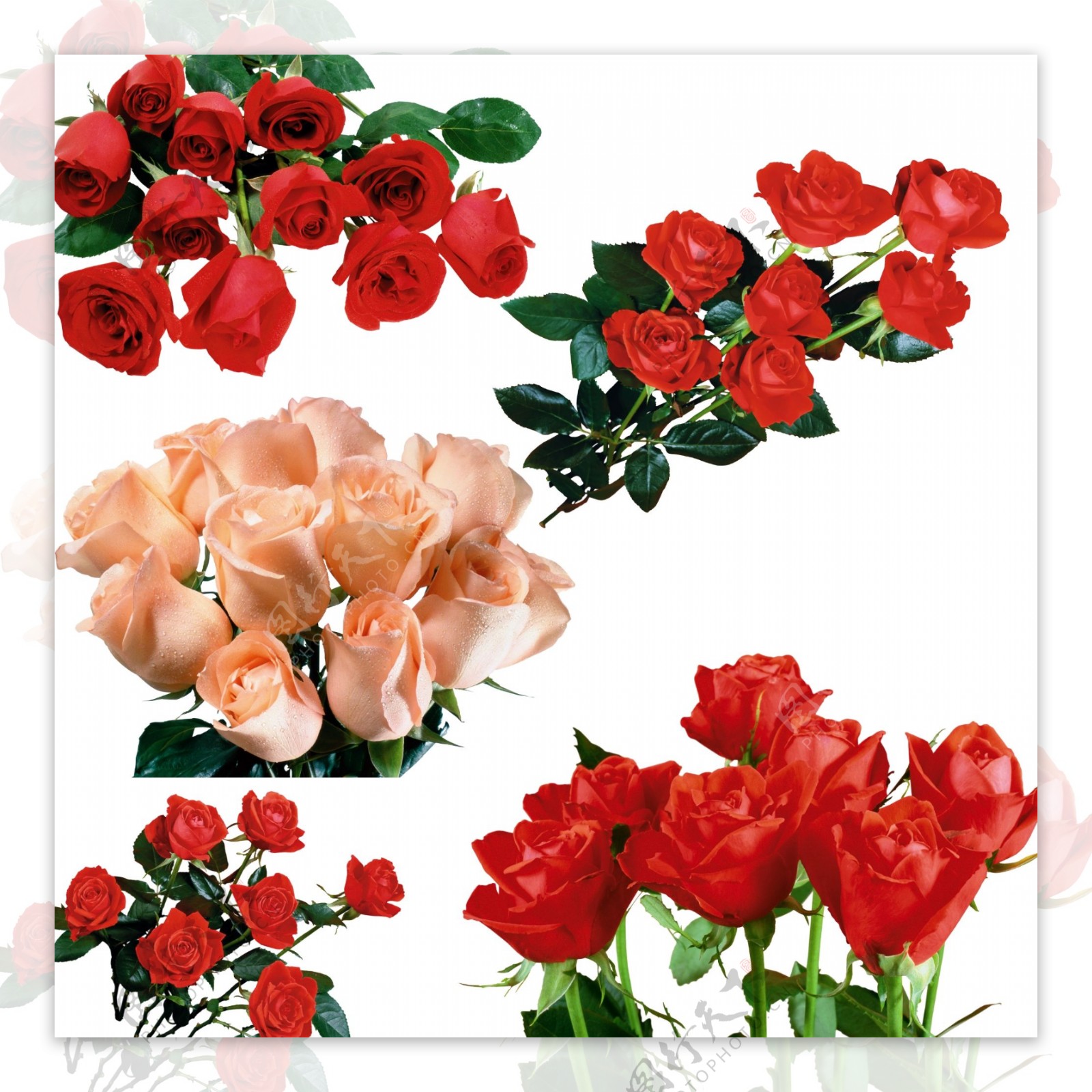 红玫瑰素材图片