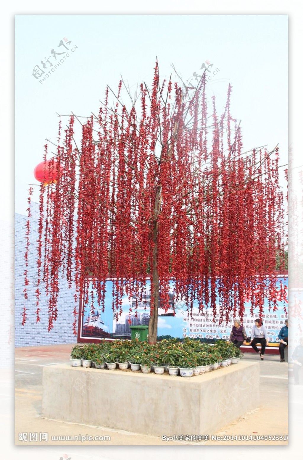 辣椒树图片