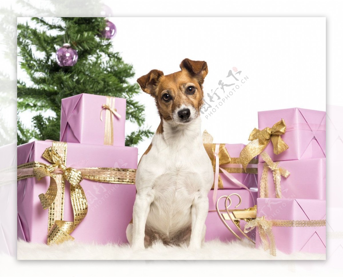 圣诞狗狗与圣诞礼物图片