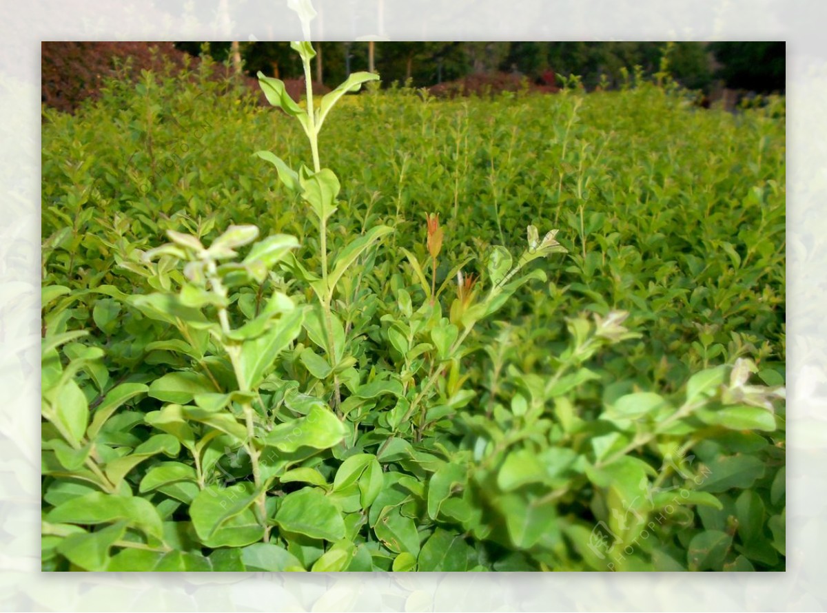 绿色植物图片