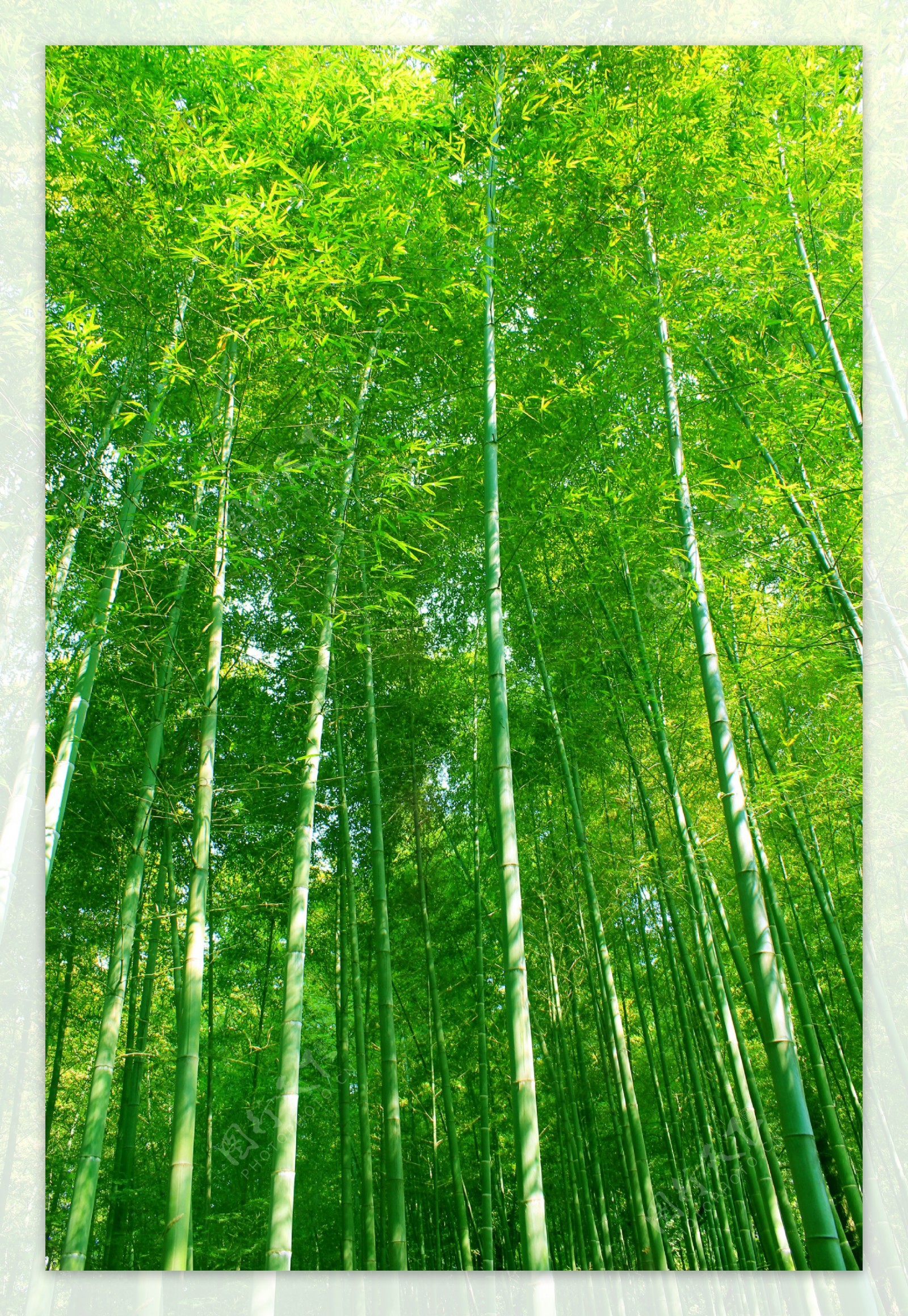 壁纸 绿色清新的竹林 1920x1200 HD 高清壁纸, 图片, 照片