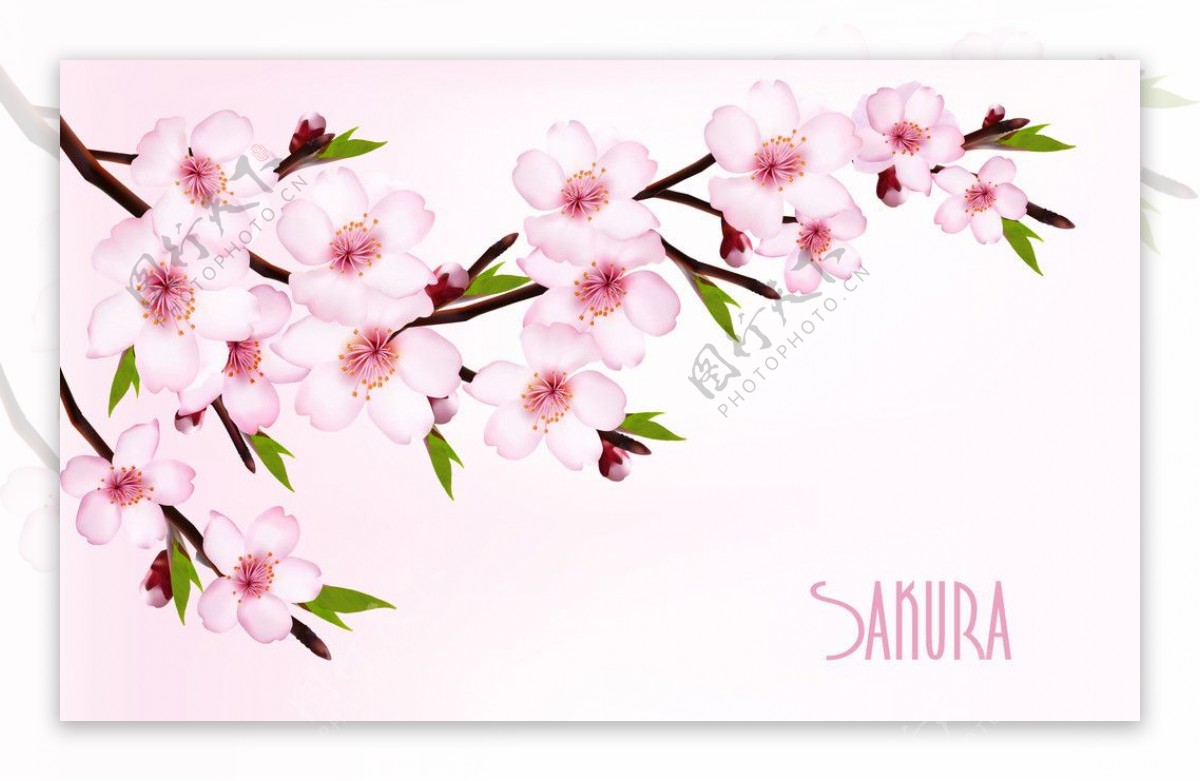 桃花樱花花卡图片