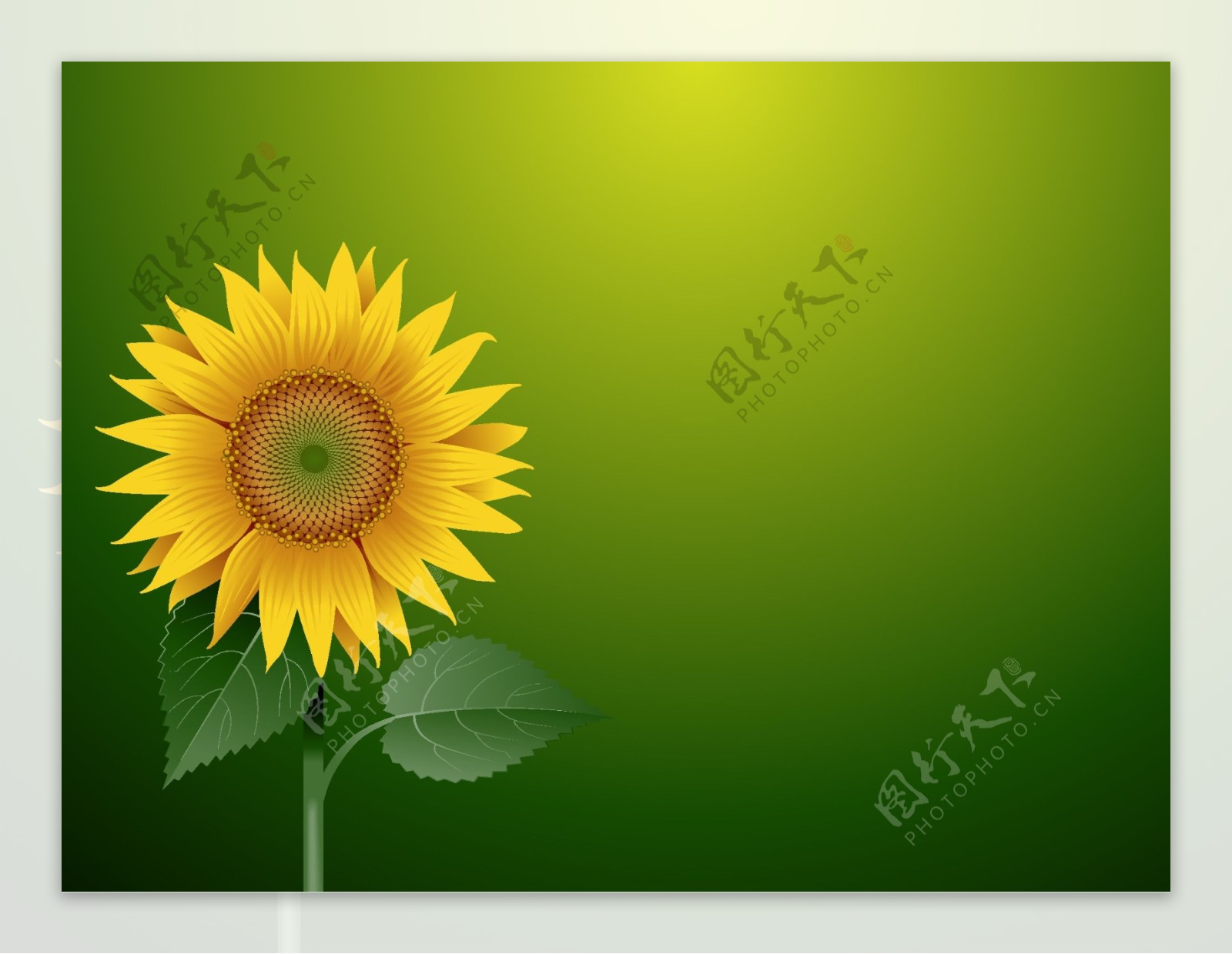 向日葵太阳花鲜花图片