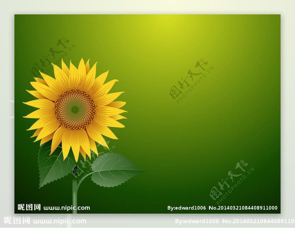向日葵太阳花鲜花图片