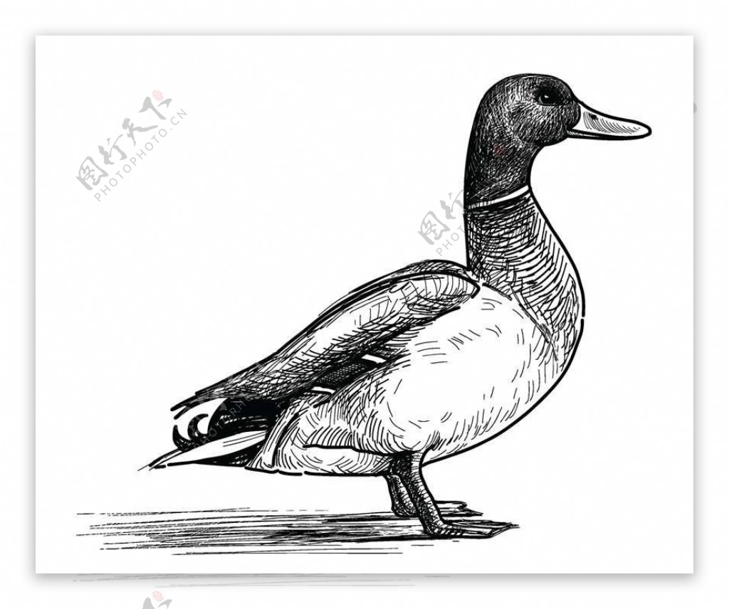 鸭子卡通动物设计动画图片