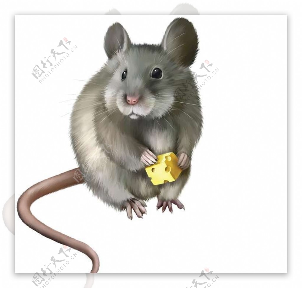 老鼠卡通动物设计动画图片