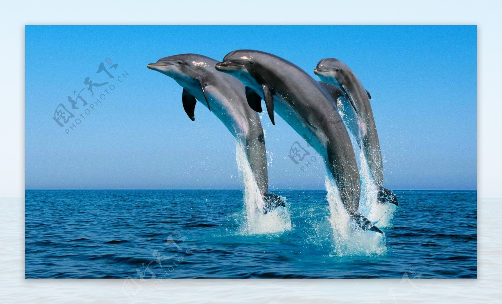 海豚背景图片