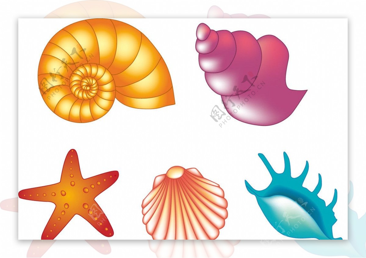 海螺贝壳海星矢图片