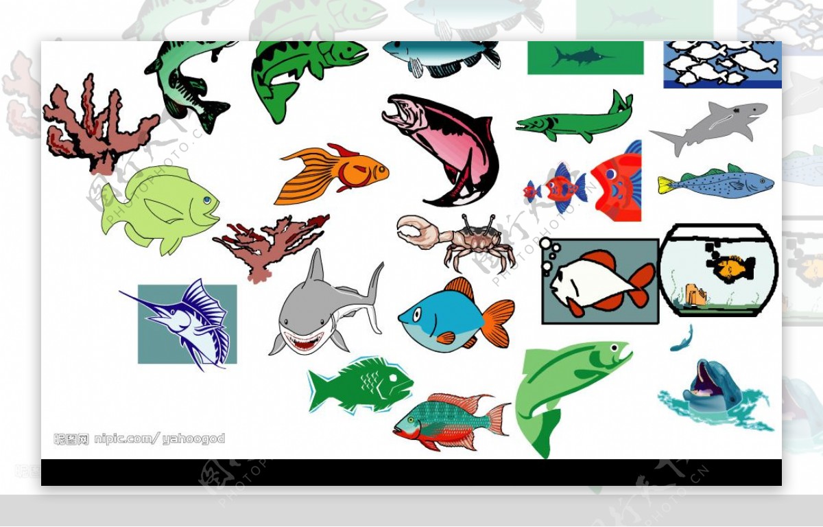 海洋生物536图片