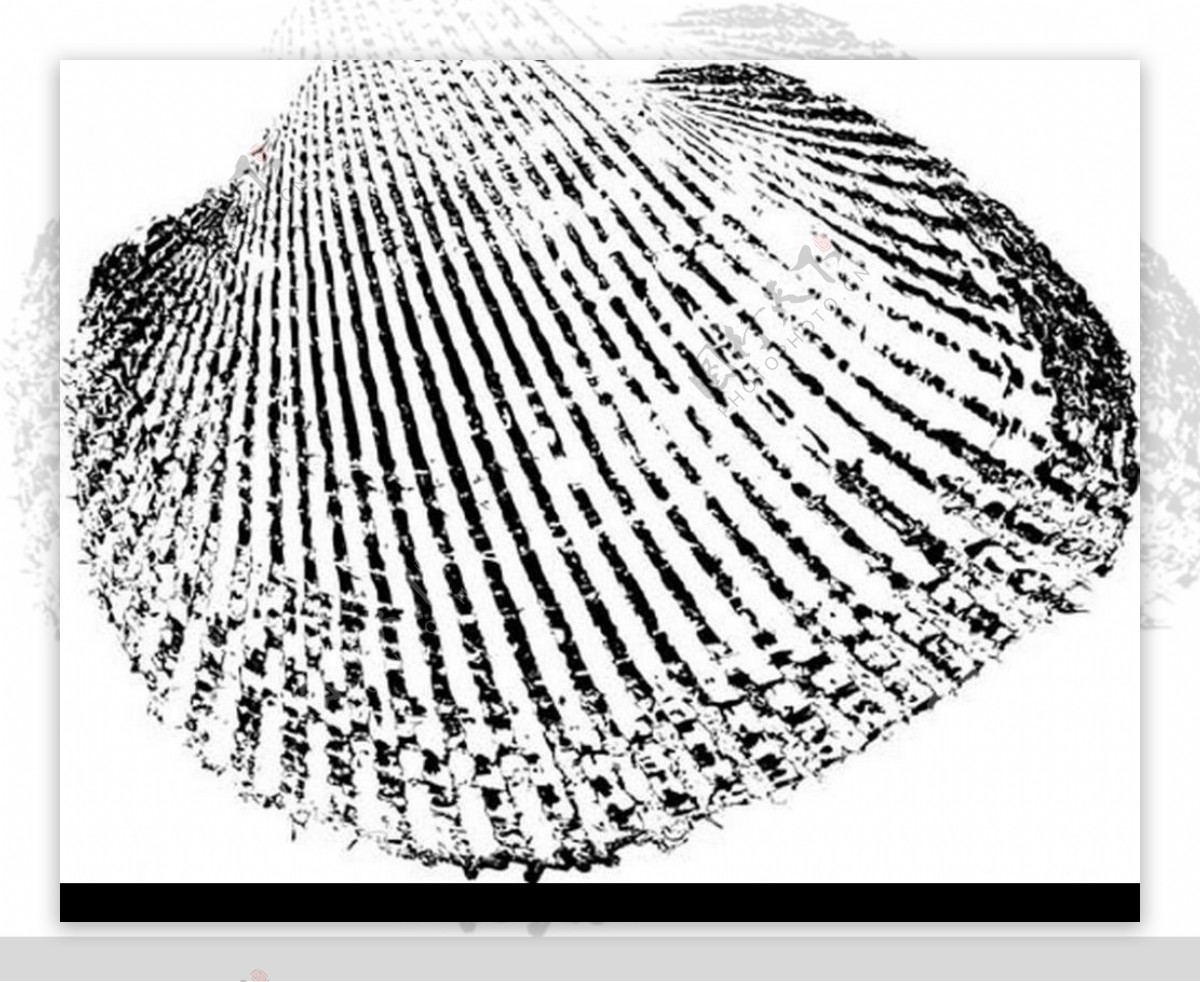 贝壳矢量图图片