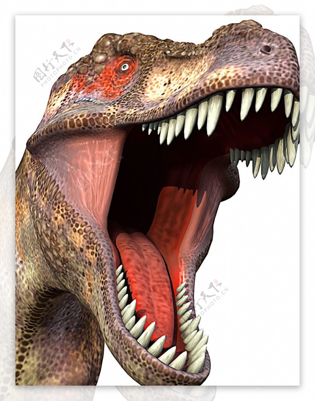 食肉恐龙图片素材-编号25030307-图行天下