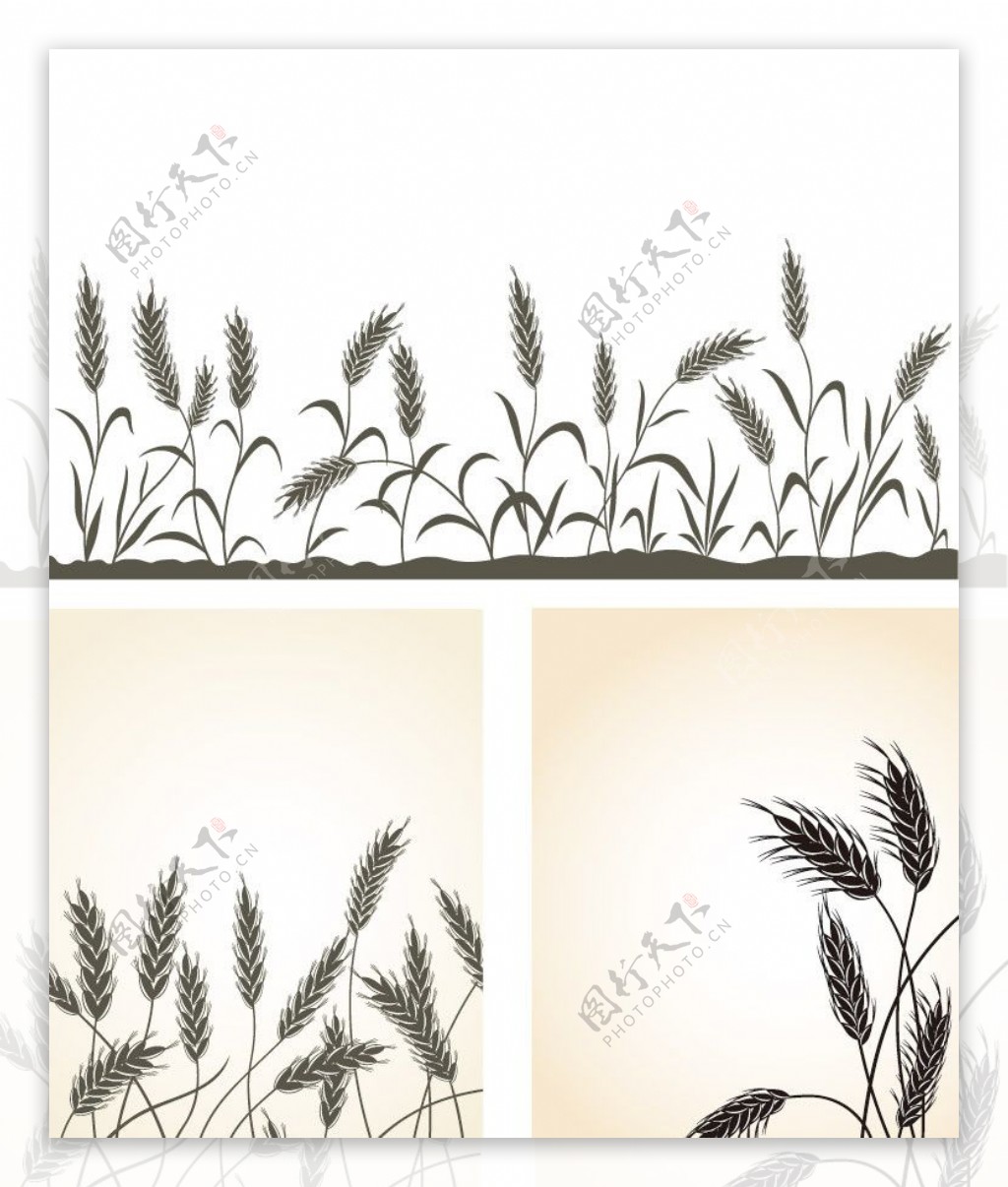 麦子麦穗图片