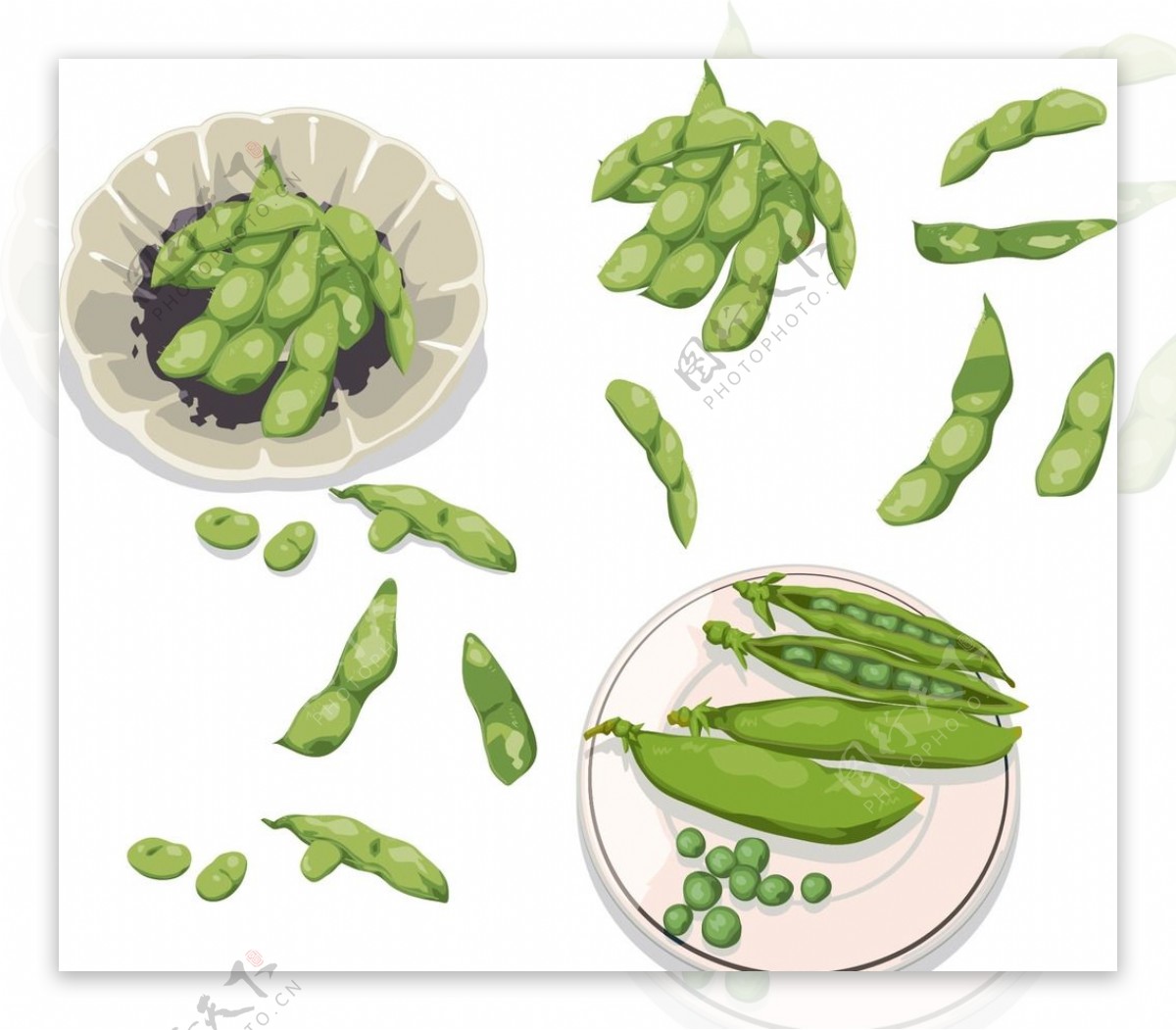 矢量绿色豌豆图片