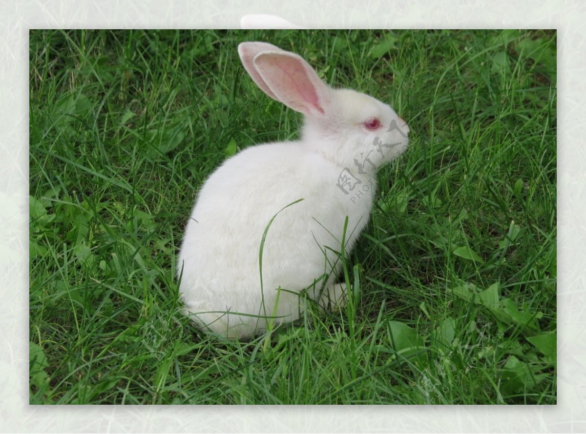 小白兔图片素材-编号15109909-图行天下