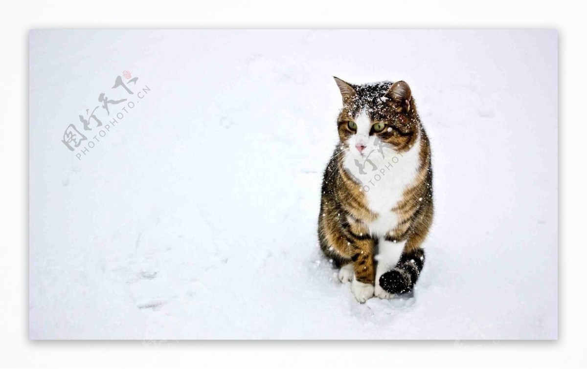 雪地猫咪图片