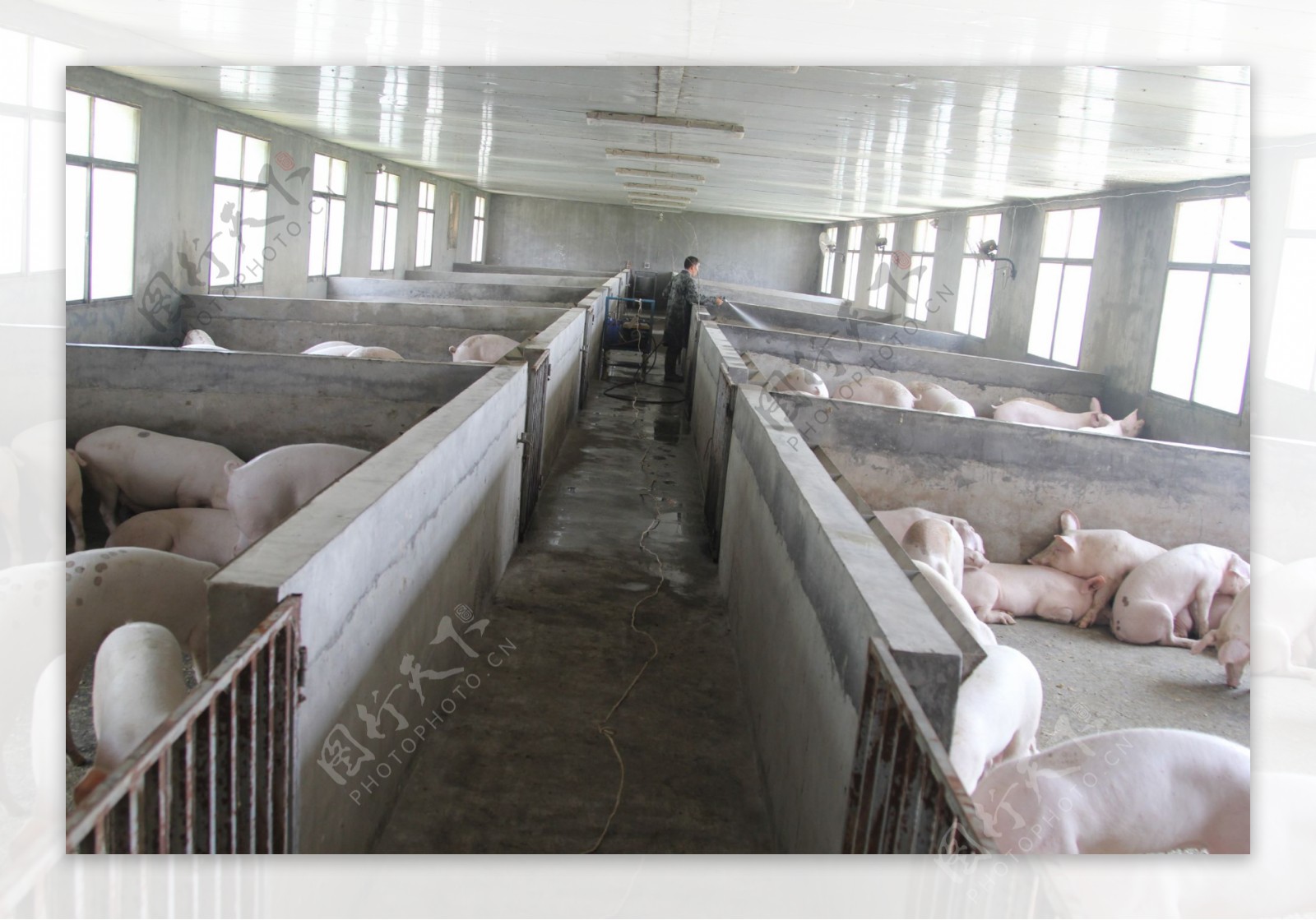 广州现代化小型养猪场猪舍设计方案，有利实现科学养猪！_丹汇