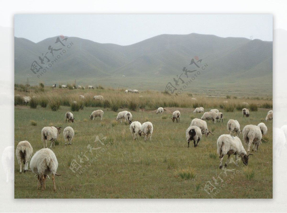 祁连山羊群图片