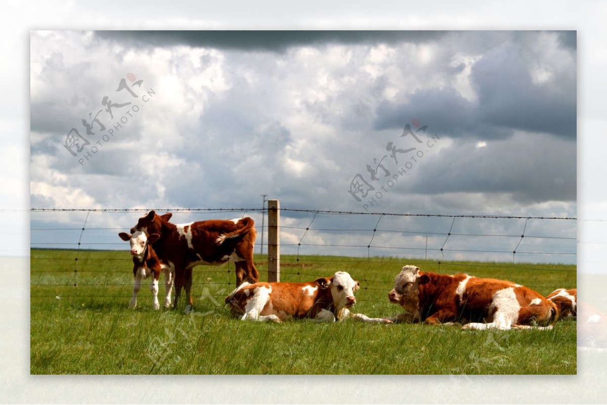 草原的牛图片