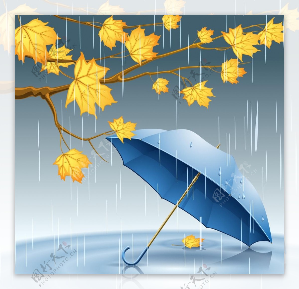 下雨天的雨伞与枫叶图片
