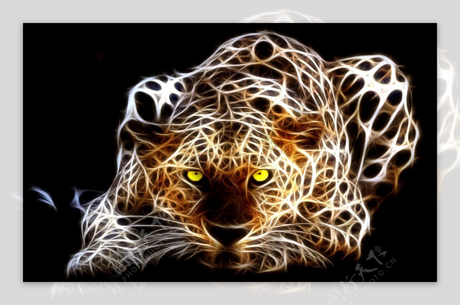 豹子光线图片